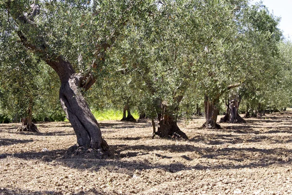 Flora Natural Olivos — Foto de Stock