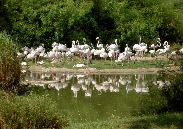 Flamingos Přírodní Pták Pozadí — Stock fotografie