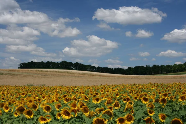 Malerischer Blick Auf Schöne Frühlingslandschaft — Stockfoto