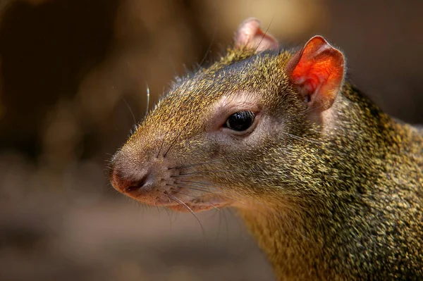 Verschiedene Tiere Selektiver Fokus — Stockfoto