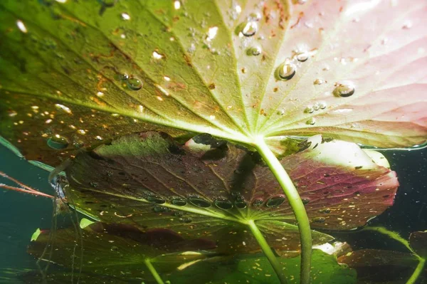 Bunga Lily Air Bunga Kolam Flora Alam — Stok Foto