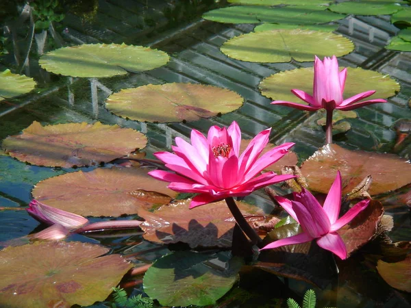 Lilia Wodna Kwiaty Stawu Flora Przyrodzie — Zdjęcie stockowe