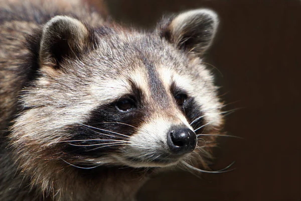 Wasbeer Dier Roofdier Zoogdier — Stockfoto