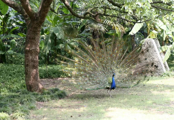 Strauss Parque — Fotografia de Stock