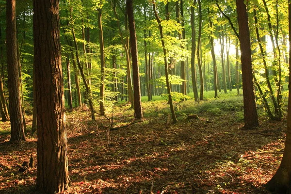 Landschappelijk Uitzicht Flora Wilde Bossen — Stockfoto