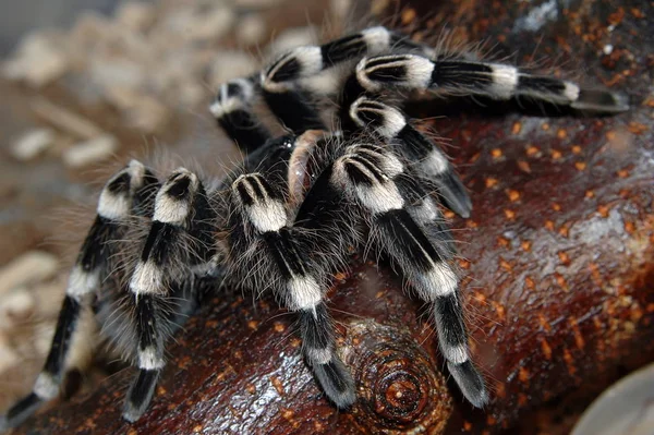 Also Hairy Legs Can Beautiful — Stock Photo, Image