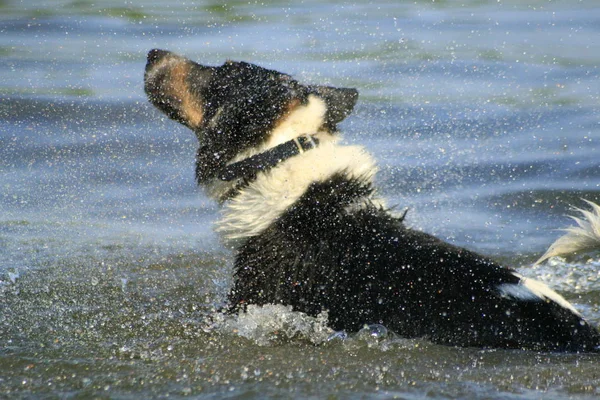 Ritratto Cane Carino — Foto Stock