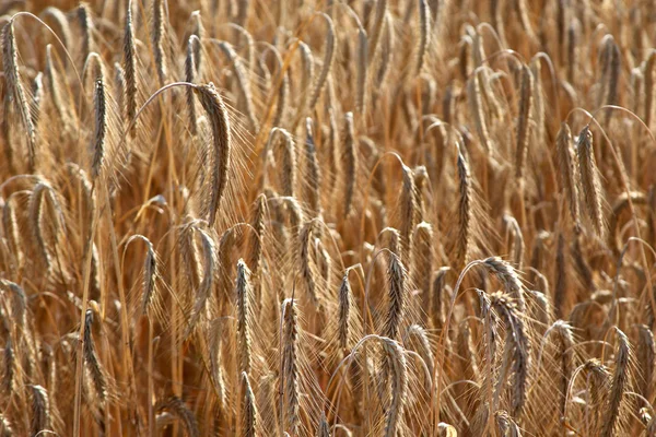 Campo Agrícola Trigo Cosecha — Foto de Stock