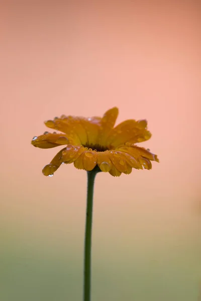 Piękne Kwiaty Kwiatowa Koncepcja Tła — Zdjęcie stockowe