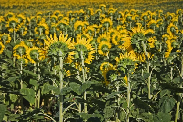 Vackra Blommor Blommigt Koncept Bakgrund — Stockfoto