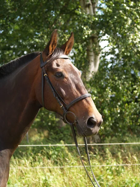 Fiete Est Fils Cavalier Olympique Pour Plaisir — Photo