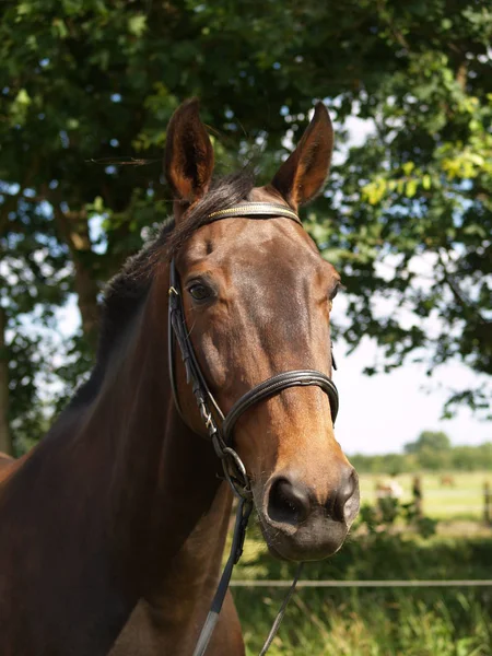 Fiete Figlio Dello Showjumper Olimpico Piacere — Foto Stock