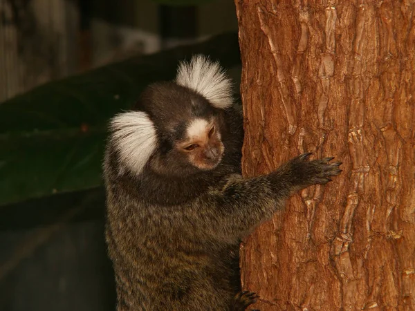 Zbliżenie Zwierząt Zoo — Zdjęcie stockowe