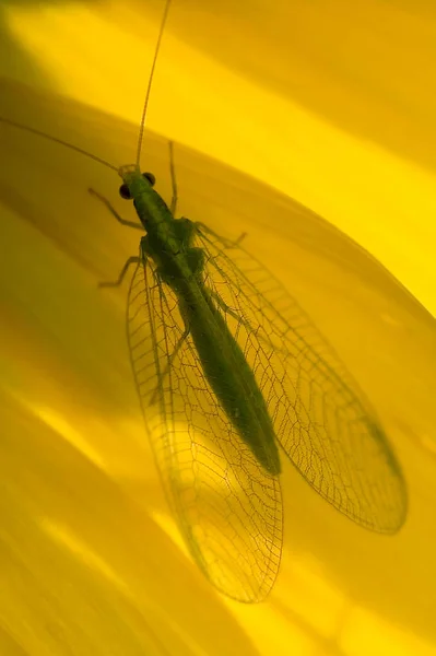 Visão Close Bug Natureza — Fotografia de Stock