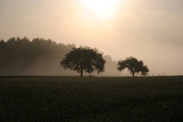 Bäume Nebel — Stockfoto