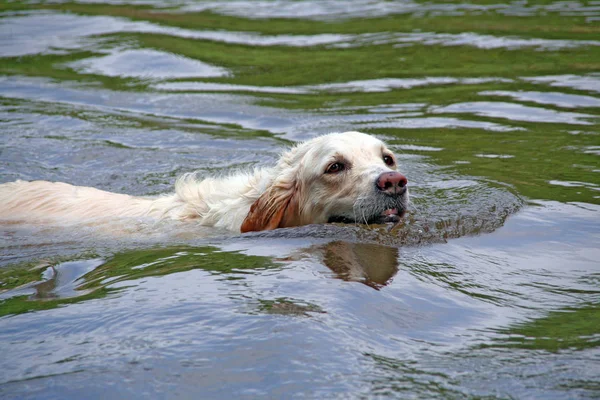 Porträt Eines Süßen Hundes — Stockfoto