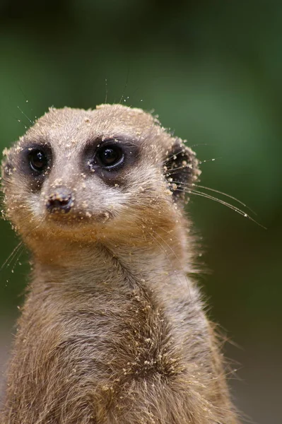 Wilde Dieren Van Meerkat Suricata Suricatta — Stockfoto