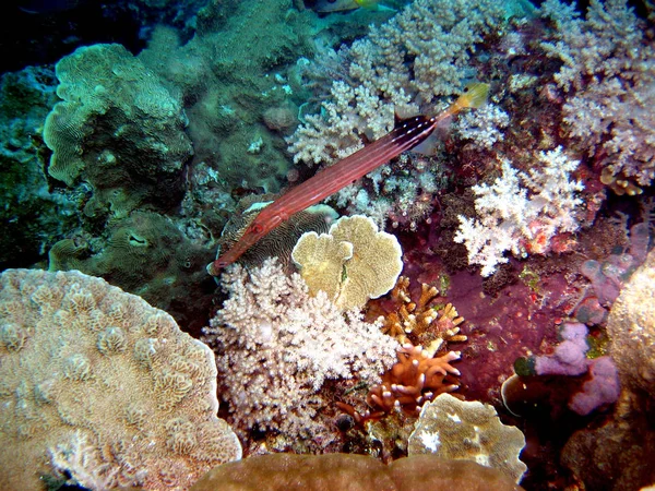 Trompetenfische Über Schönen Korallen — Stockfoto