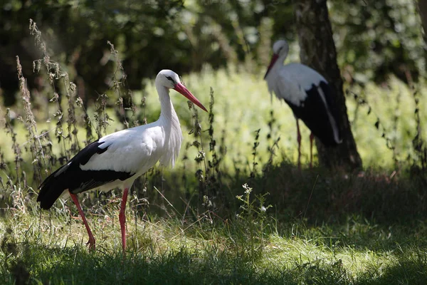 Aussichtsreiche Aussicht Auf Schöne Storchenvögel Der Natur — Stockfoto