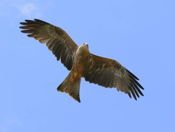 Schilderachtig Uitzicht Prachtige Vogel Natuur — Stockfoto