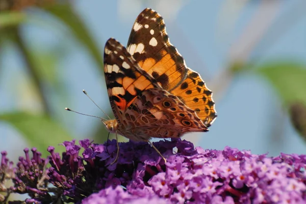 Bel Colpo Botanico Parete Naturale — Foto Stock