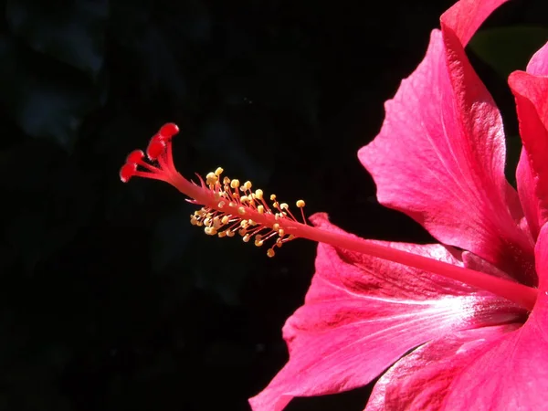 Escénico Hermosa Flor Hibisco Colorido —  Fotos de Stock