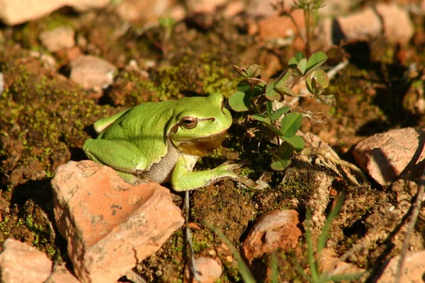 의나무 개구리 — 스톡 사진