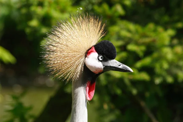 Vista Panorâmica Belo Pássaro Guindaste Crown — Fotografia de Stock
