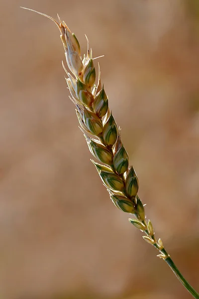 Cereales Agrícolas Campo Cultivo —  Fotos de Stock