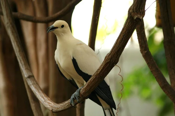 Malerischer Blick Auf Taubenvögel — Stockfoto