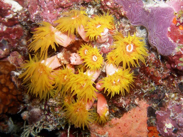 Unterwasserwelt Unterwasserwelt — Stockfoto