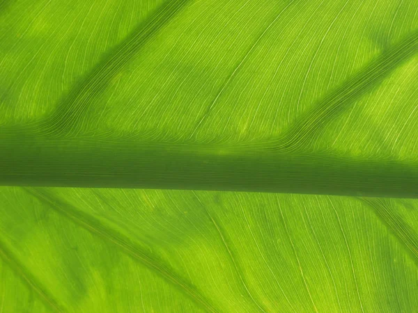 Abstraktní Tapeta Minimalistické Pozadí — Stock fotografie