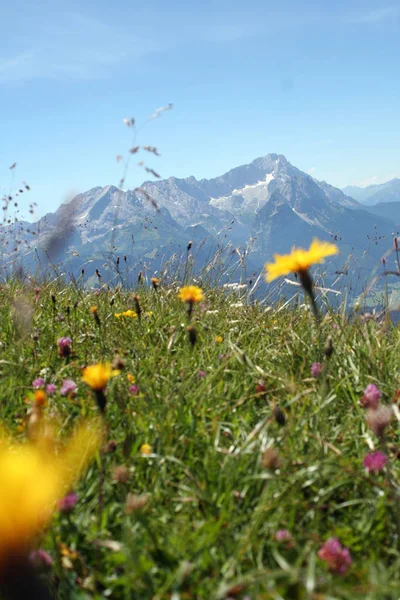 夏の牧草地や植物が — ストック写真