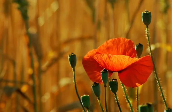 Vue Rapprochée Belles Fleurs Pavot Sauvage — Photo