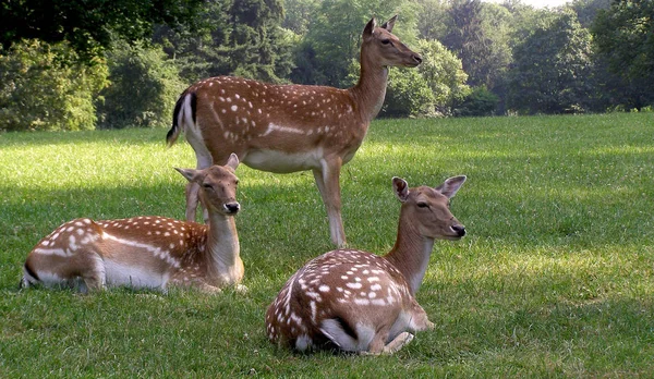 美丽的鹿群的自然景观 — 图库照片