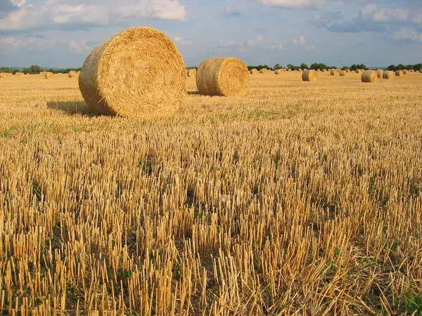 Agricoltura Raccolta Campi Balle Paglia — Foto Stock