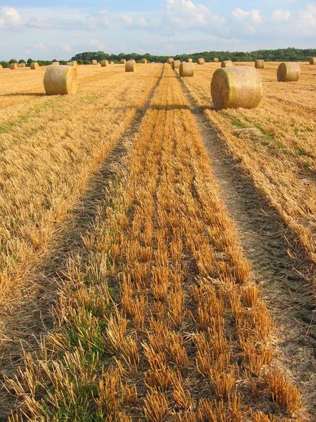 Rolnictwo Wiejskie Pole Pszenicy — Zdjęcie stockowe