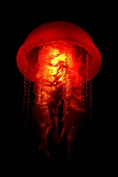 Medusas Acuáticas Mar Submarino Criatura Vida Marina — Foto de Stock