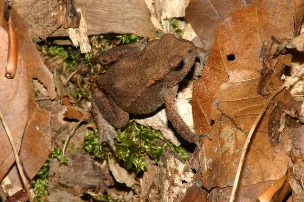 Paddreptil Groda Amfibiedjur — Stockfoto