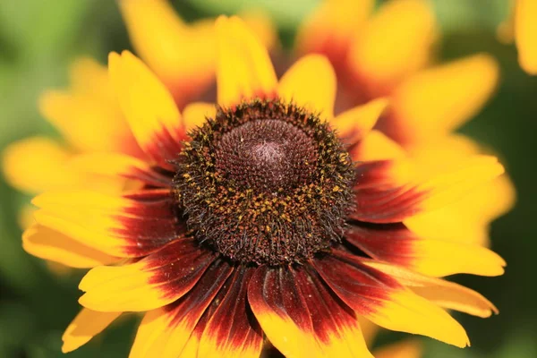 Vacker Blommande Blommor Natur Bakgrund — Stockfoto