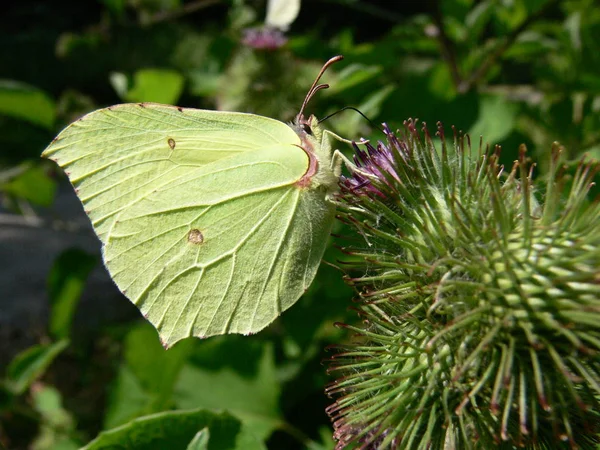 Widok Bliska Piękny Kolorowy Motyl — Zdjęcie stockowe