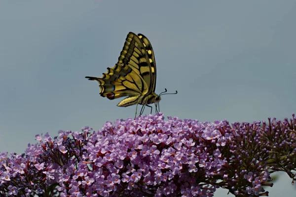 Coda Forcuta Farfalla Bellissimo Insetto — Foto Stock