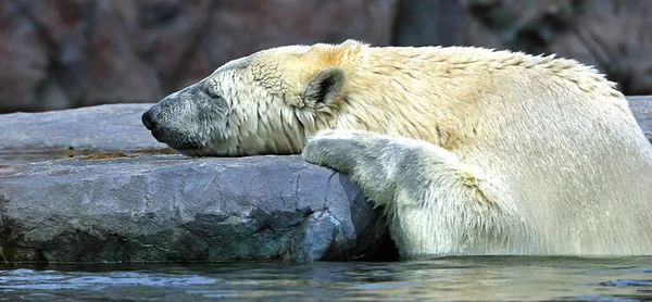 Niedźwiedź Polarny Spoczywa Skale Alasce Manitoba — Zdjęcie stockowe