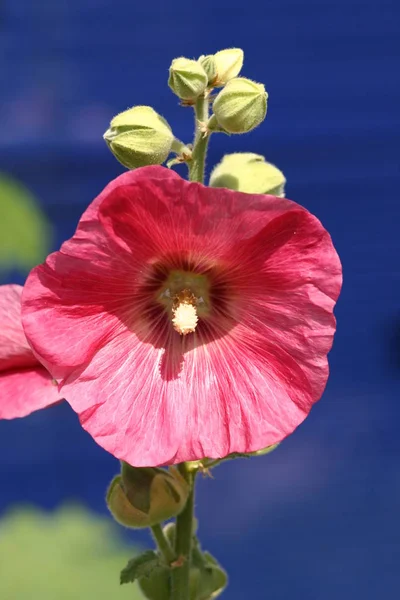 Red Farmer Rose — Stock Photo, Image