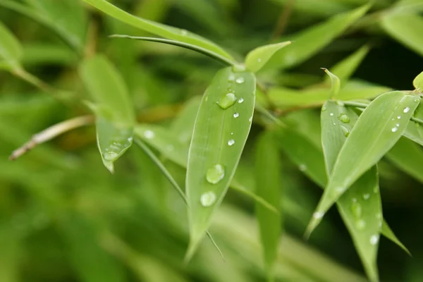 Bambusowe Drzewa Leśne Flora — Zdjęcie stockowe