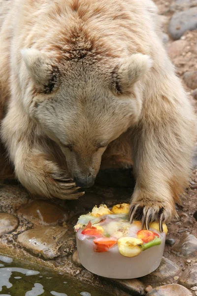 若い熊が果物を食べて — ストック写真
