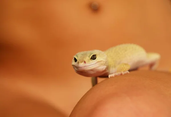 Lagarto Selvagem Exótico Animal Réptil — Fotografia de Stock