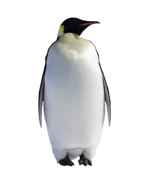 Мальовничий Вид Милих Пінгвінів Природі — стокове фото