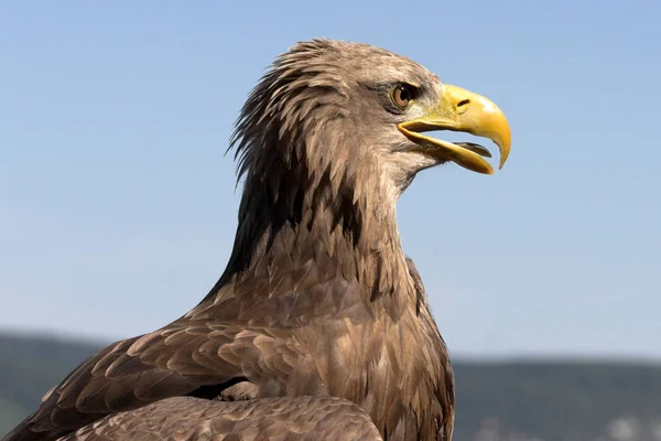 scenic view of majestic golden eagle at wild nature