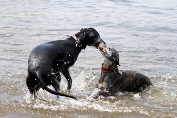 Record Warmte Nedersaksen Bij Ongeveer Graden Celsius Zelfs Bij Windhonden — Stockfoto